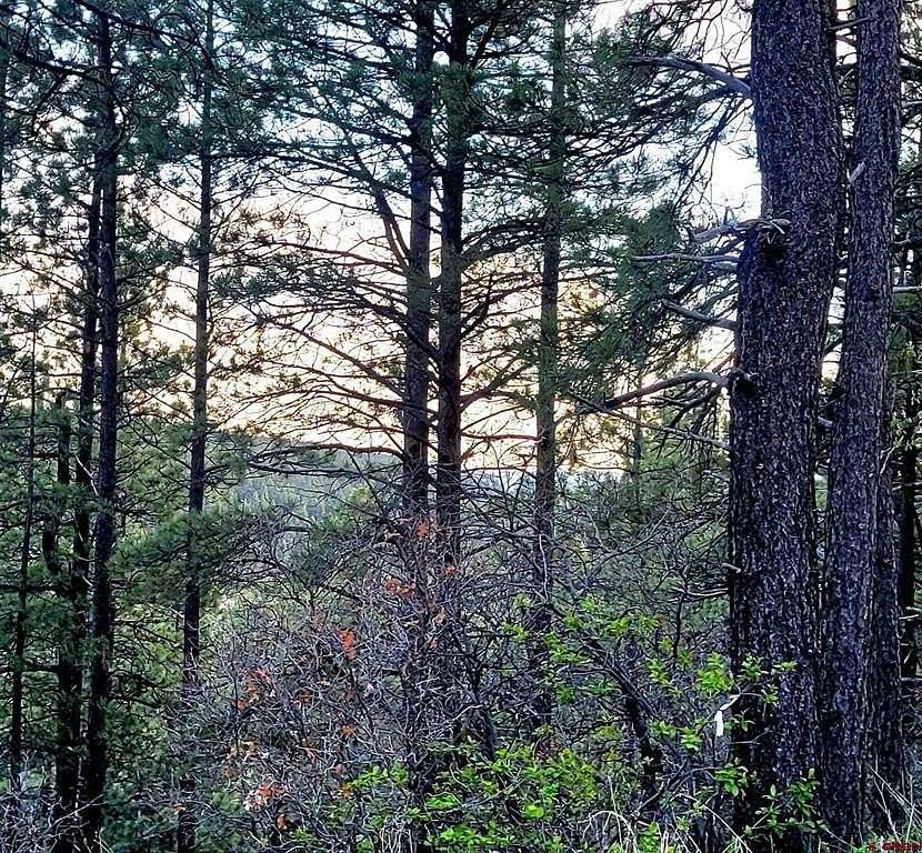 0.5 Acres of Residential Land for Sale in Pagosa Springs, Colorado