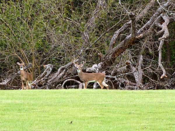95 Acres of Land for Sale in Wapanucka, Oklahoma