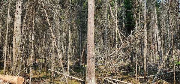 0.5 Acres of Land for Sale in Hessel, Michigan