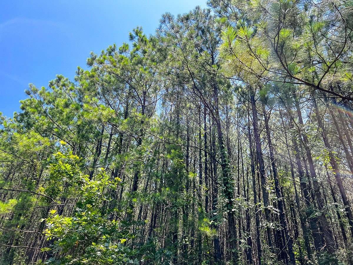 20 Acres of Recreational Land for Sale in Milam, Texas