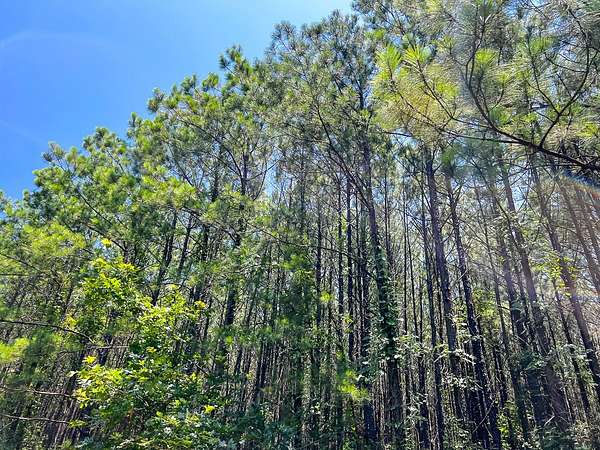 20 Acres of Recreational Land for Sale in Milam, Texas