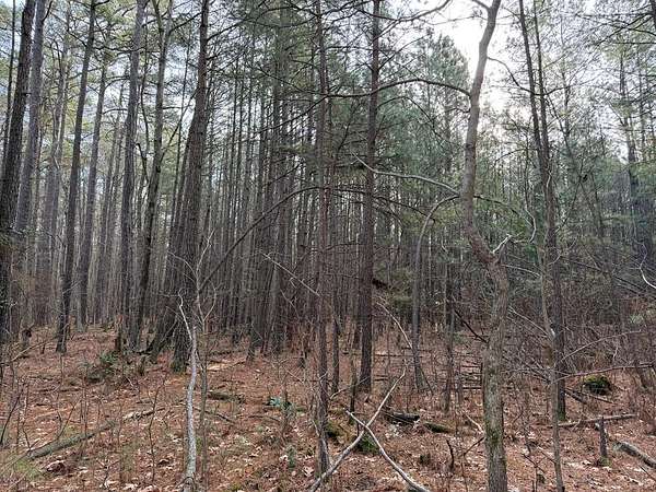 48.8 Acres of Recreational & Residential Land for Sale in Sunnybank, Virginia