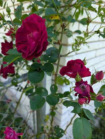 2 Acres of Improved Mixed-Use Land for Sale in Lyles, Tennessee