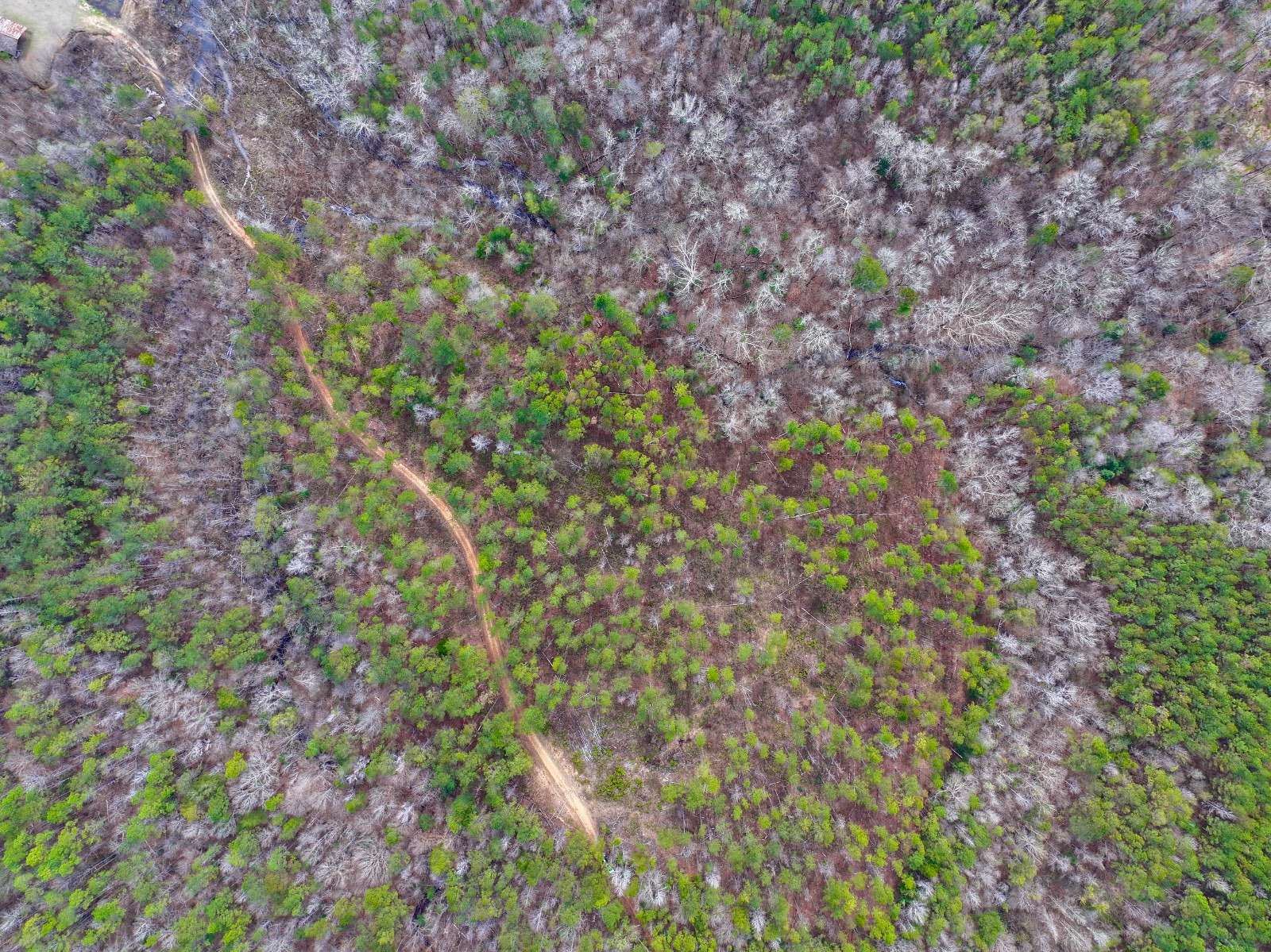 29.4 Acres of Recreational Land for Sale in Whatley, Alabama