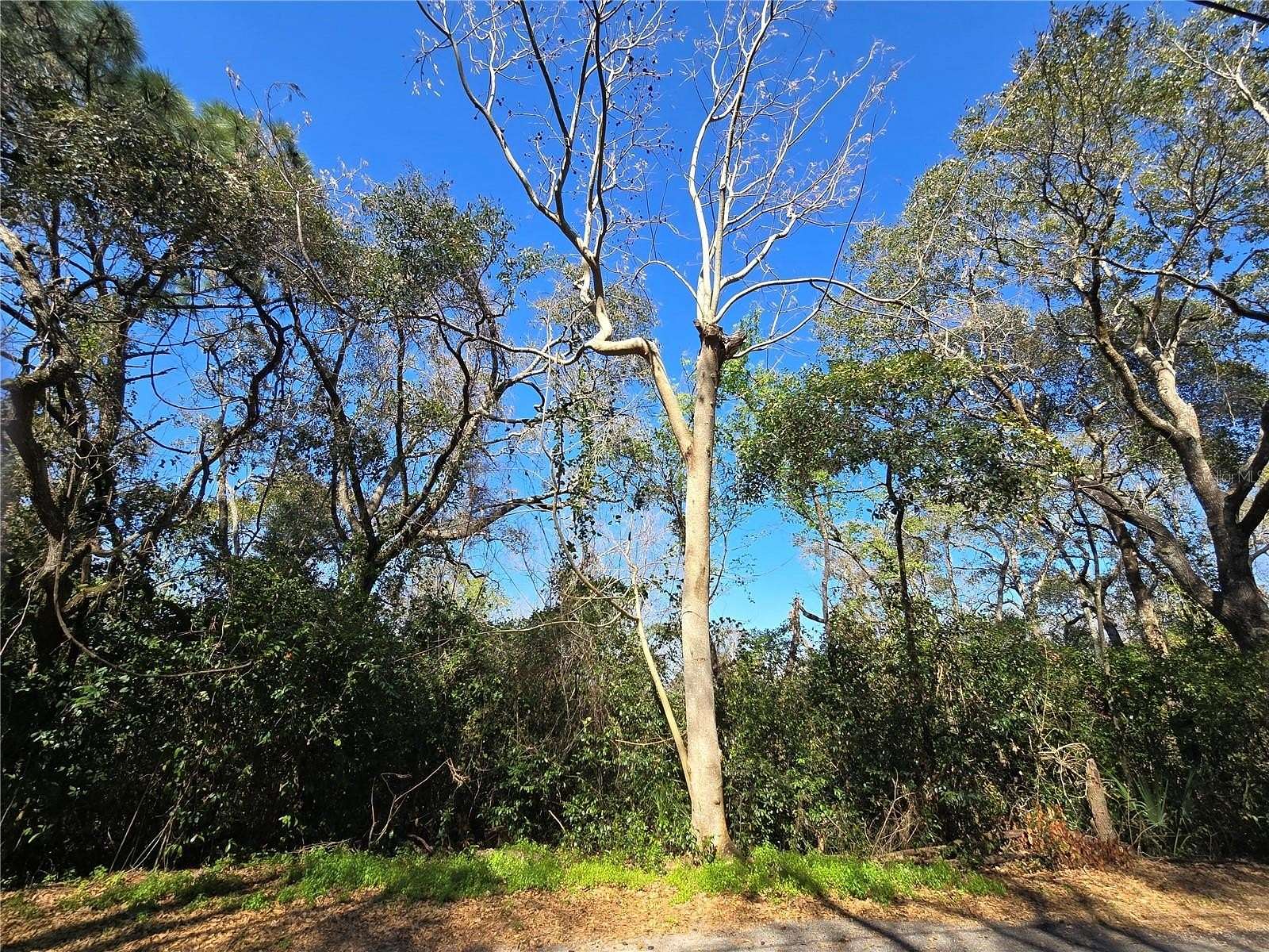 5 Acres of Residential Land for Sale in Montverde, Florida