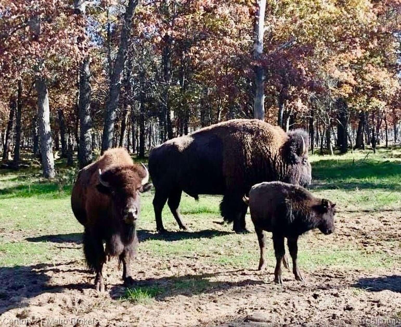 376 Acres of Improved Land for Sale in Lewiston, Michigan