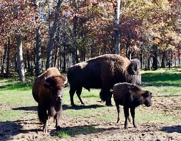 376 Acres of Improved Land for Sale in Lewiston, Michigan