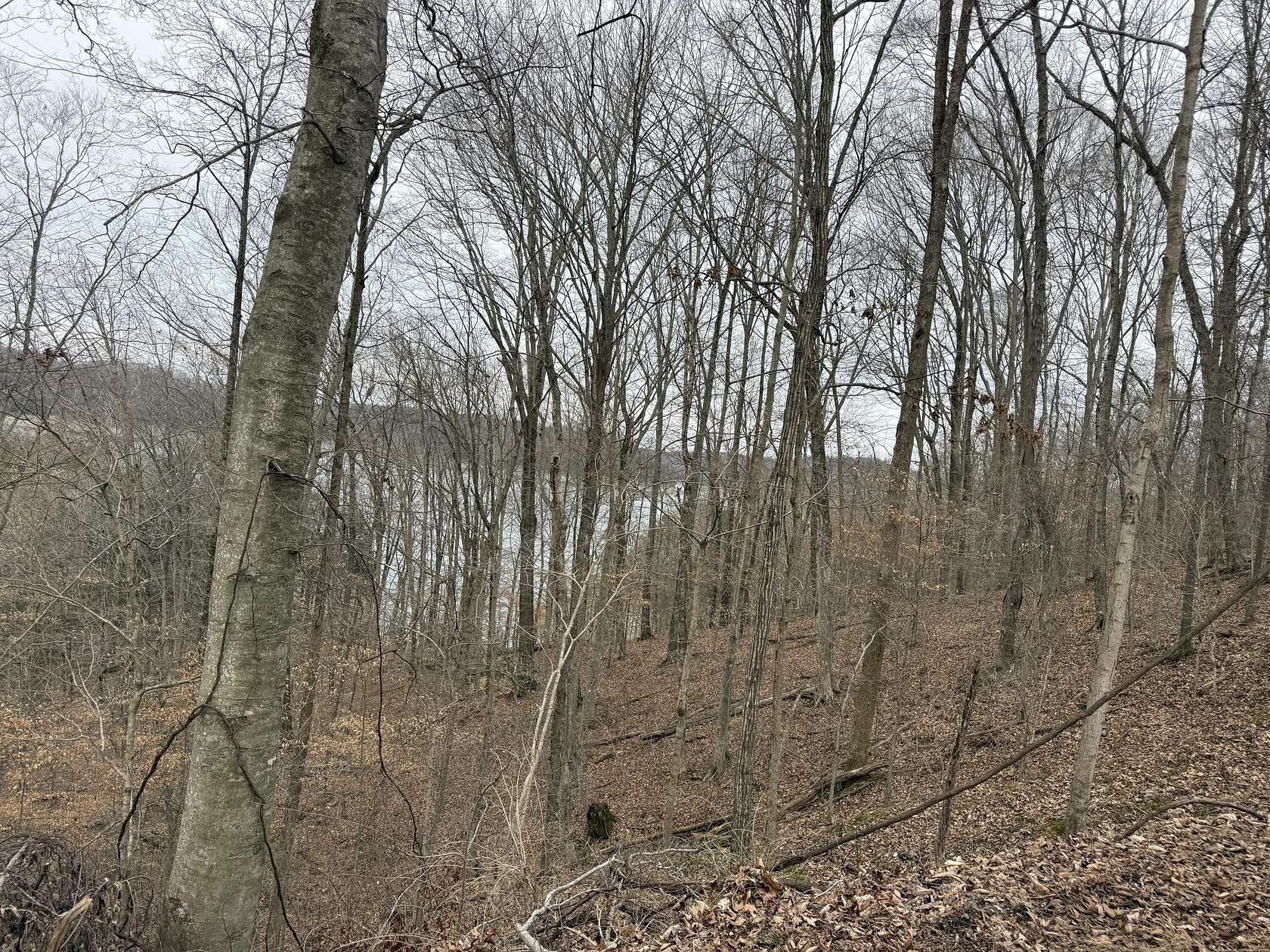 109 Acres of Land for Sale in Monticello, Kentucky