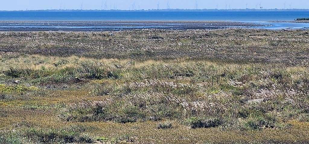 0.26 Acres of Residential Land for Sale in South Padre Island, Texas