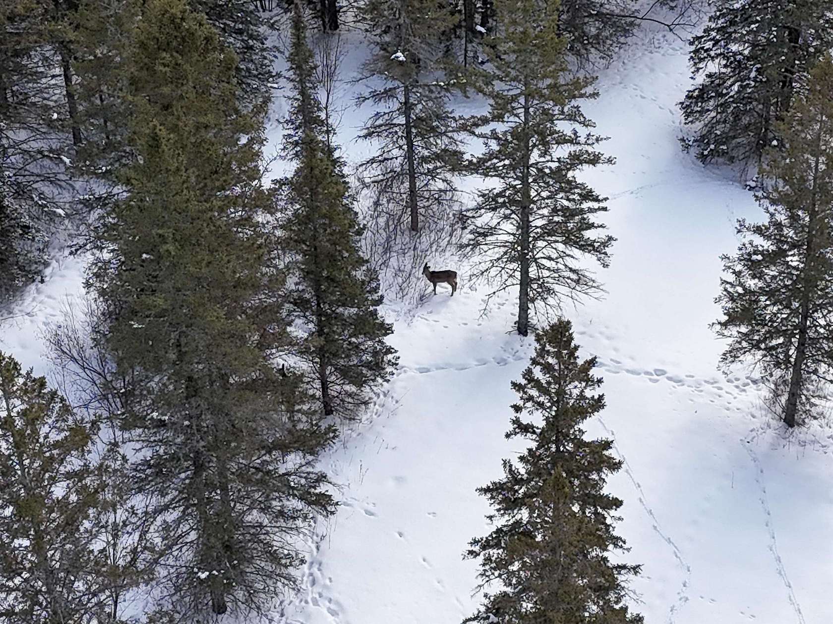 89.9 Acres of Recreational & Residential Land for Sale in Maple Town, Wisconsin