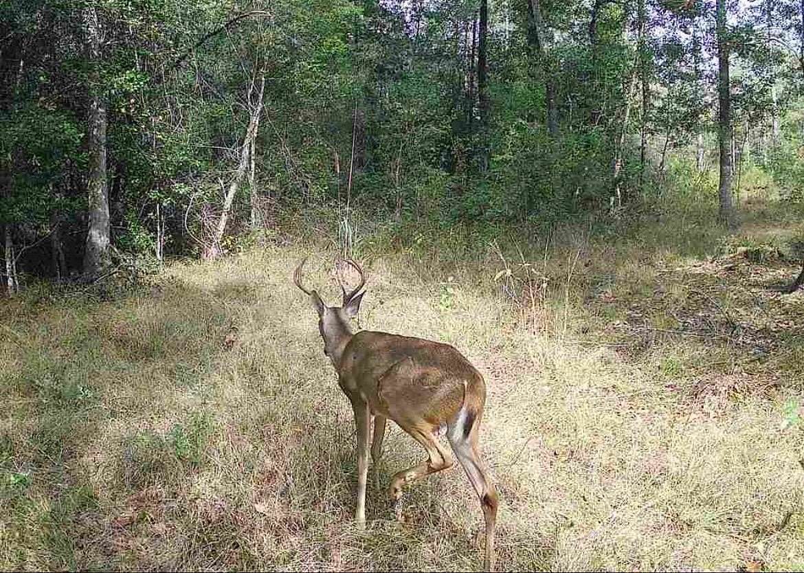 15.2 Acres of Recreational & Residential Land for Sale in Vidor, Texas