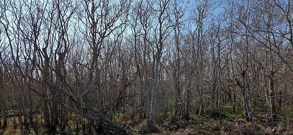 9 Acres of Residential Land for Sale in Rockport, Texas