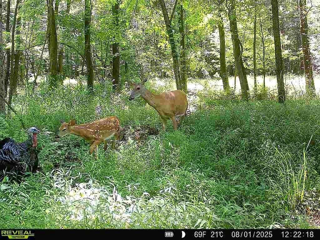 18.6 Acres of Recreational & Residential Land for Sale in Liberty Township, Pennsylvania