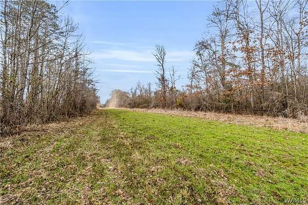 320 Acres of Recreational Land for Sale in Carrollton, Alabama