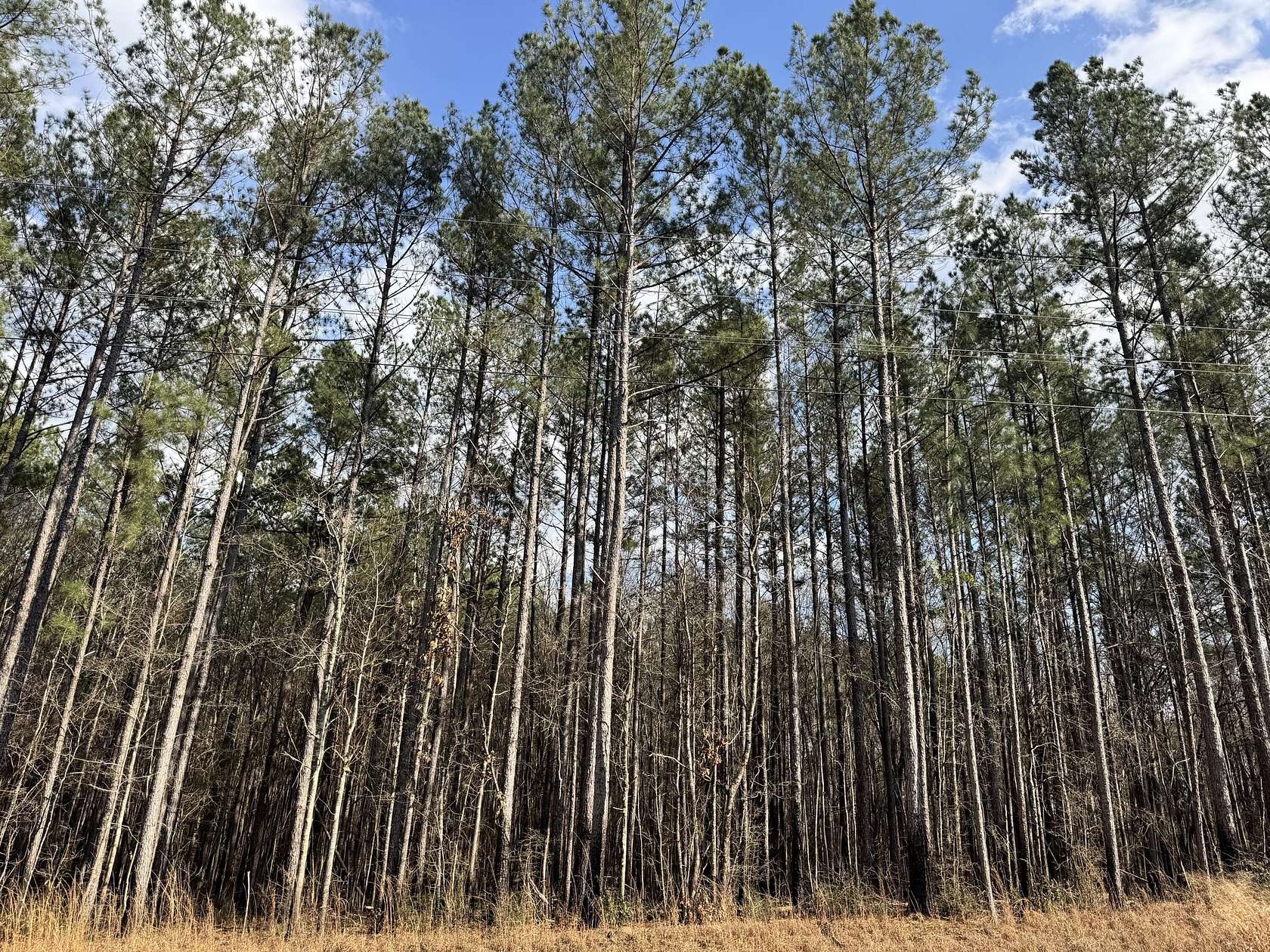 120 Acres of Land for Sale in Sumrall, Mississippi