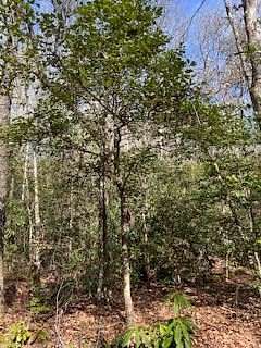 Residential Land for Sale in Andrews, North Carolina