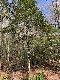 8.67 Acres of Residential Land for Sale in Andrews, North Carolina