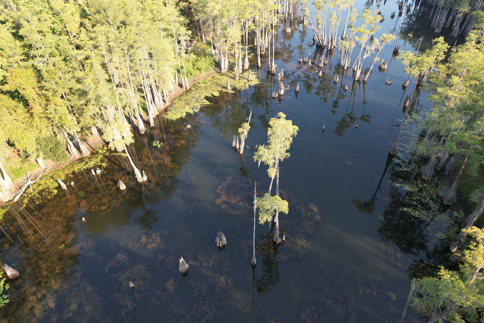 0.5 Acres of Residential Land for Sale in Grand Ridge, Florida