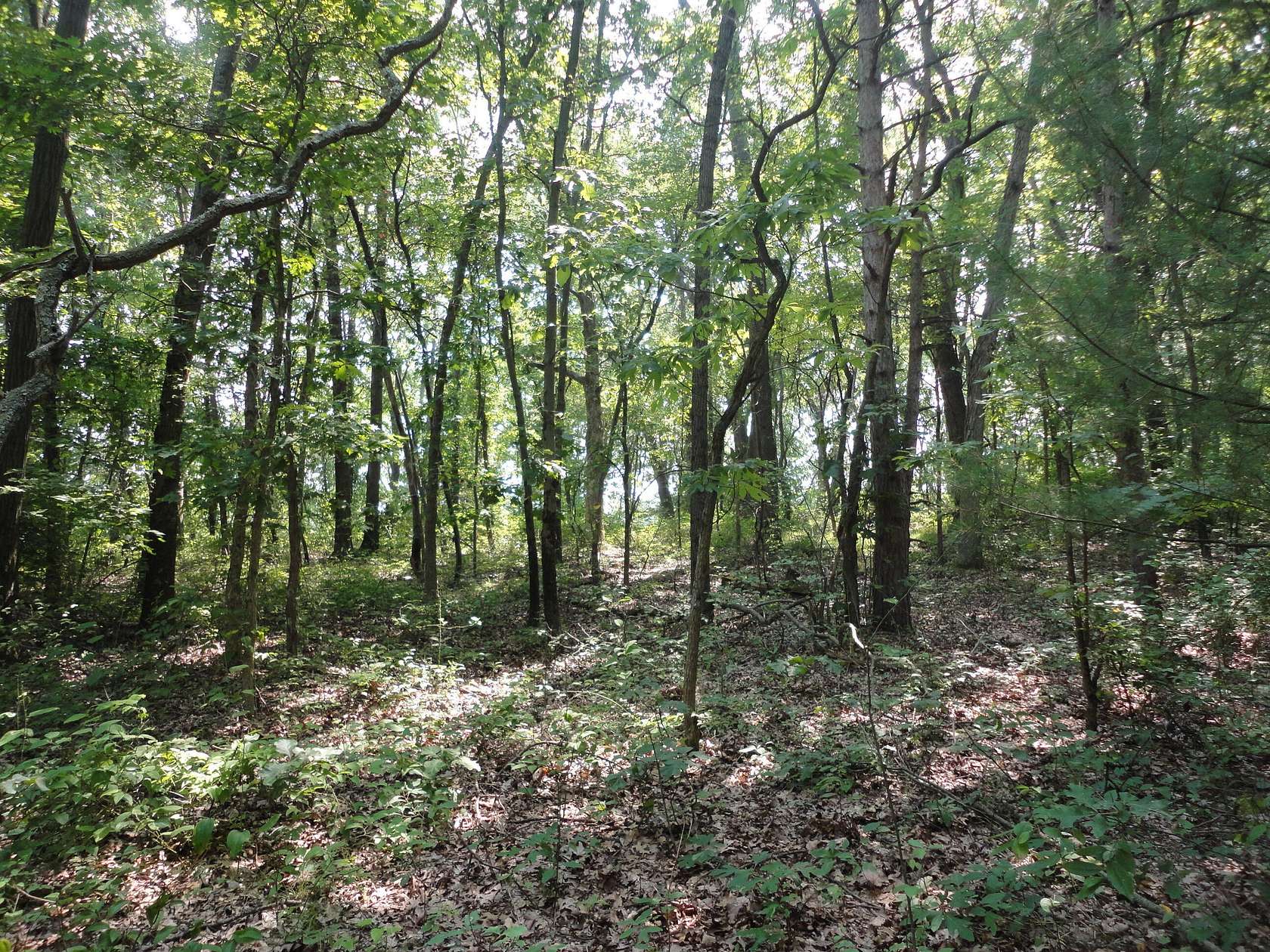 1.6 Acres of Residential Land for Sale in Grand Junction, Michigan