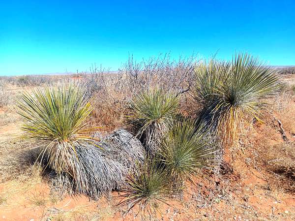 10 Acres of Recreational & Residential Land for Sale in Van Horn, Texas