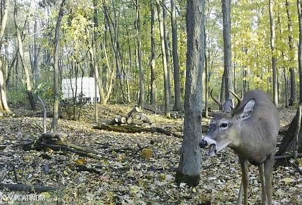 0.1 Acres of Residential Land for Sale in Ira Township, Michigan