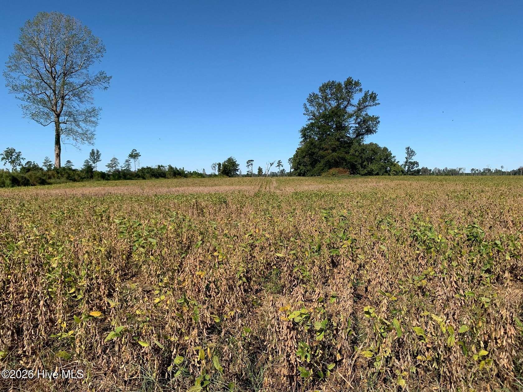 73.4 Acres of Agricultural & Residential Land for Sale in Windsor, North Carolina