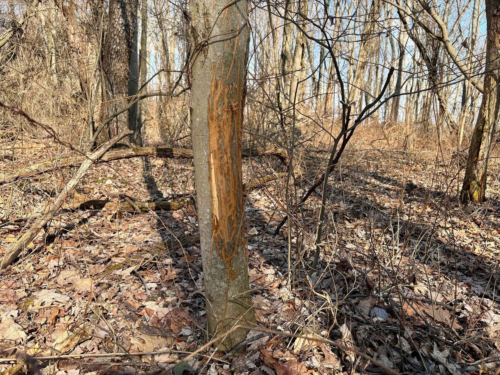 16 Acres of Recreational Land for Sale in Brownsville, Pennsylvania