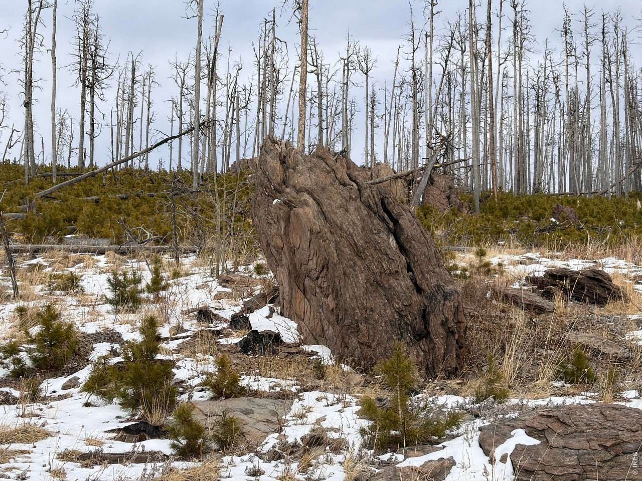 3.24 Acres of Residential Land for Sale in Bellvue, Colorado