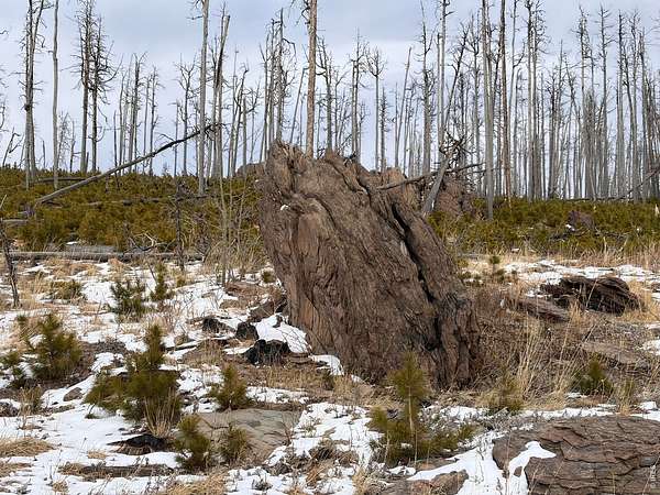 3.24 Acres of Residential Land for Sale in Bellvue, Colorado