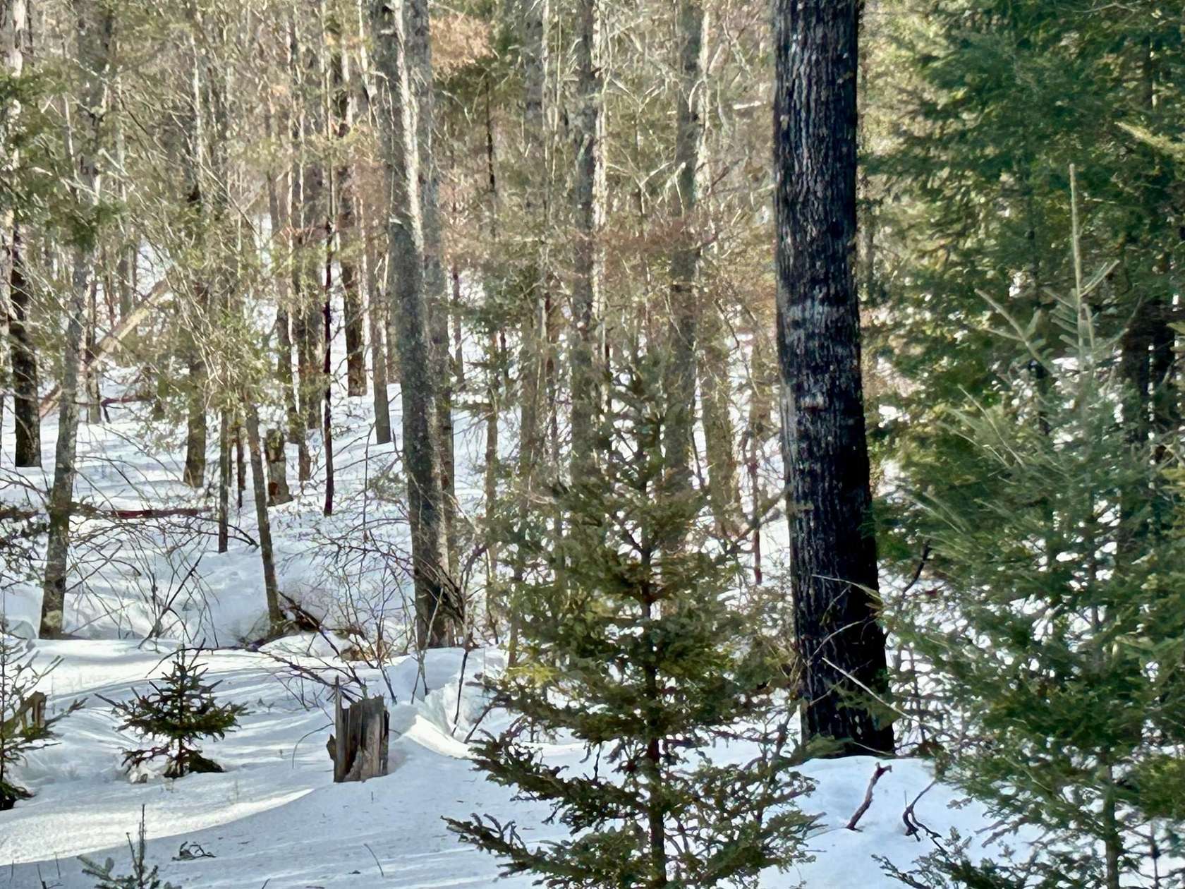 5 Acres of Land for Sale in Crandon, Wisconsin