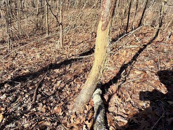 185 Acres of Recreational Land for Sale in Coal Center, Pennsylvania