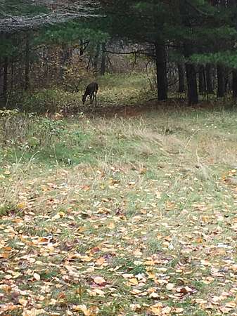 2.8 Acres of Residential Land for Sale in Laporte, Minnesota