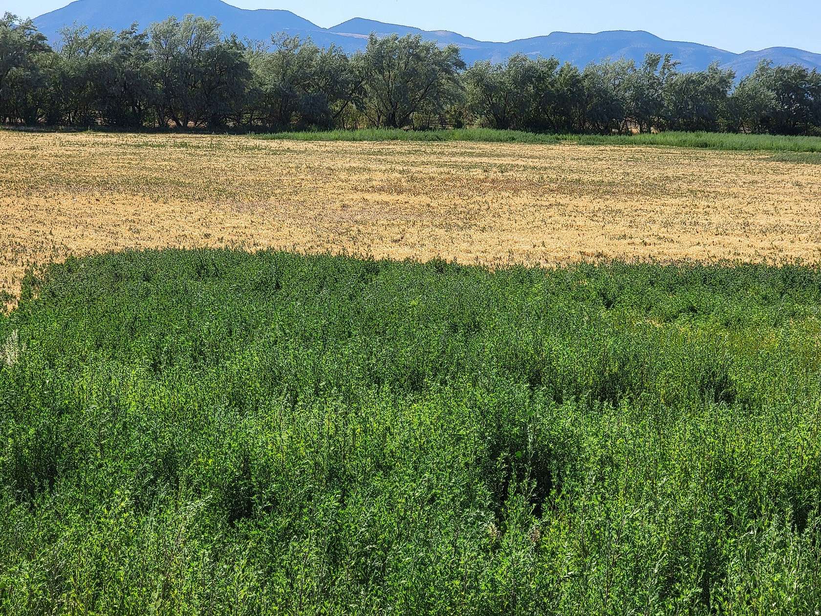 5.25 Acres of Land for Sale in Goshen, Utah