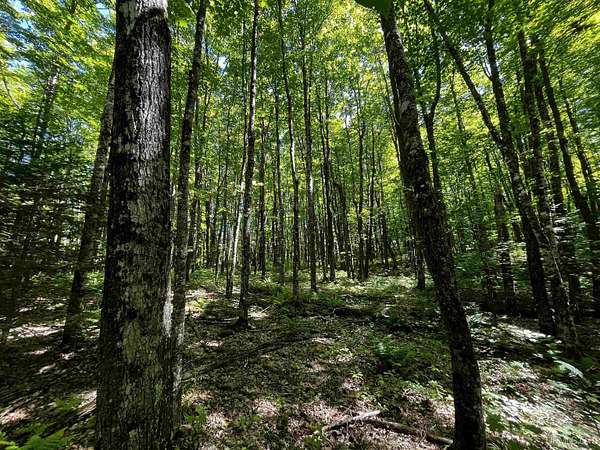 40 Acres of Recreational Land for Sale in Gwinn, Michigan