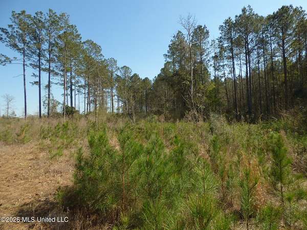 5 Acres of Residential Land for Sale in Jayess, Mississippi