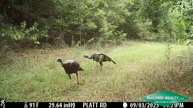 29.4 Acres of Recreational & Residential Land for Sale in Marion, Louisiana