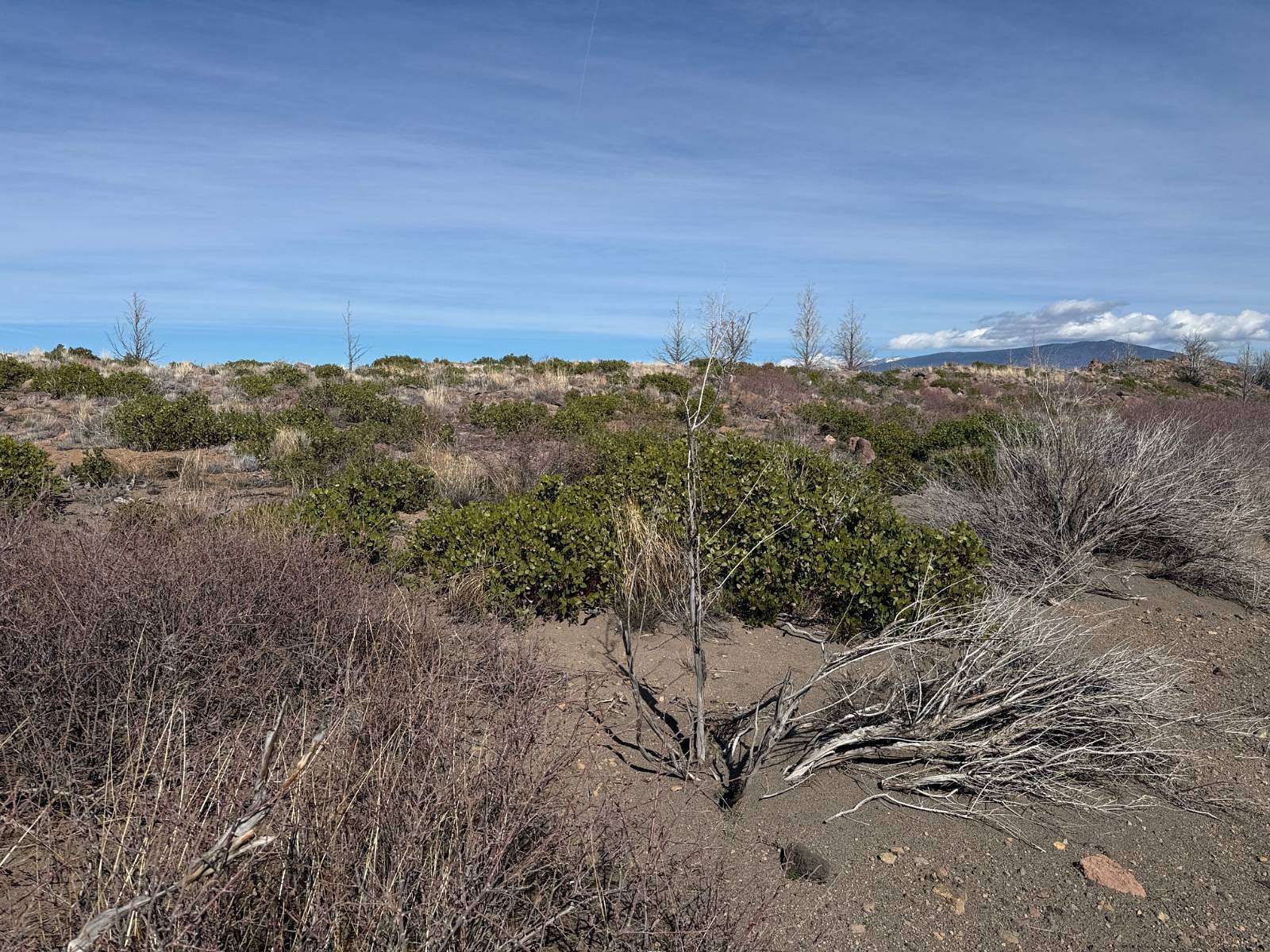 20.3 Acres of Land for Sale in Weed, California