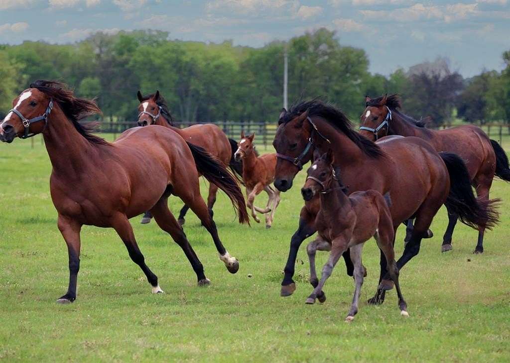 26 Acres of Agricultural Land for Sale in Pilot Point, Texas