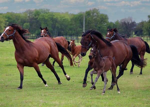 26 Acres of Agricultural Land for Sale in Pilot Point, Texas