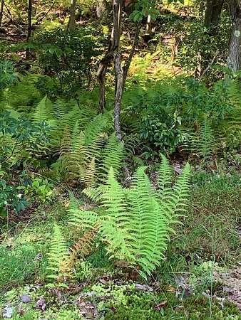 22.4 Acres of Land for Sale in Johnstown, Pennsylvania