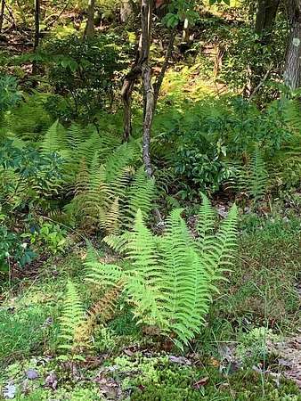 22.4 Acres of Recreational & Residential Land for Sale in Johnstown, Pennsylvania