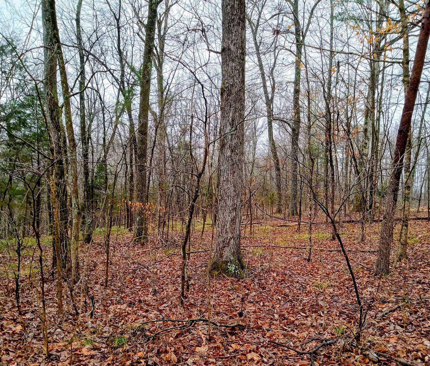 Land for Sale in Mammoth Cave, Kentucky