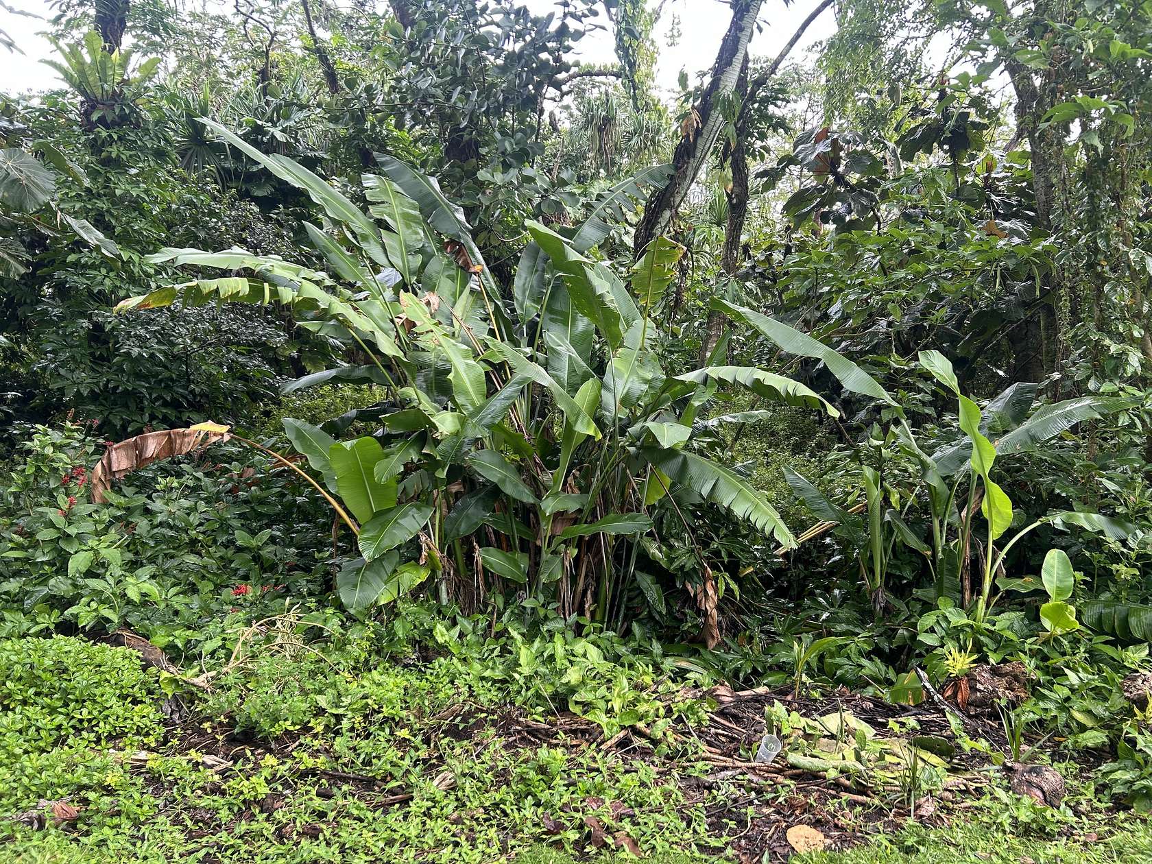 0.2 Acres of Land for Sale in Pahoa, Hawaii