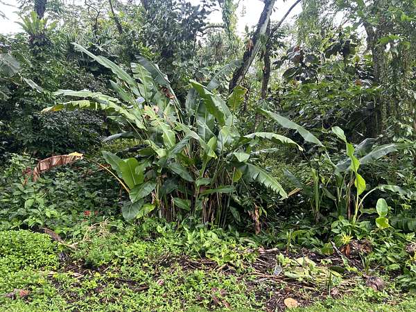 0.2 Acres of Land for Sale in Pahoa, Hawaii