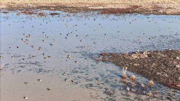 81 Acres of Recreational Land for Sale in Matthews, Missouri