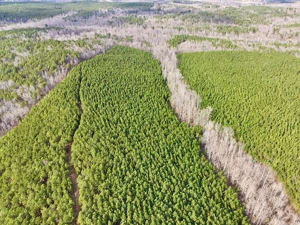 70 Acres of Recreational Land for Sale in Detroit, Alabama