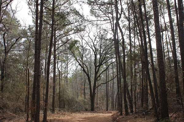 248 Acres of Recreational & Residential Land for Sale in Douglass, Texas