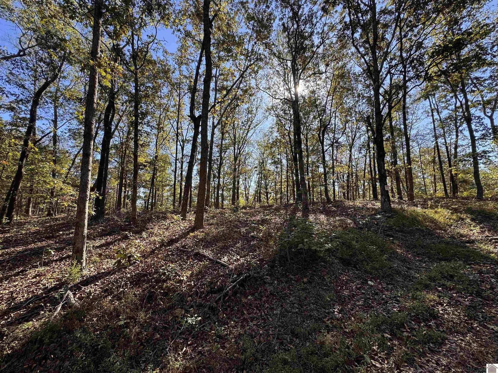29.2 Acres of Recreational & Residential Land for Sale in New Concord, Kentucky