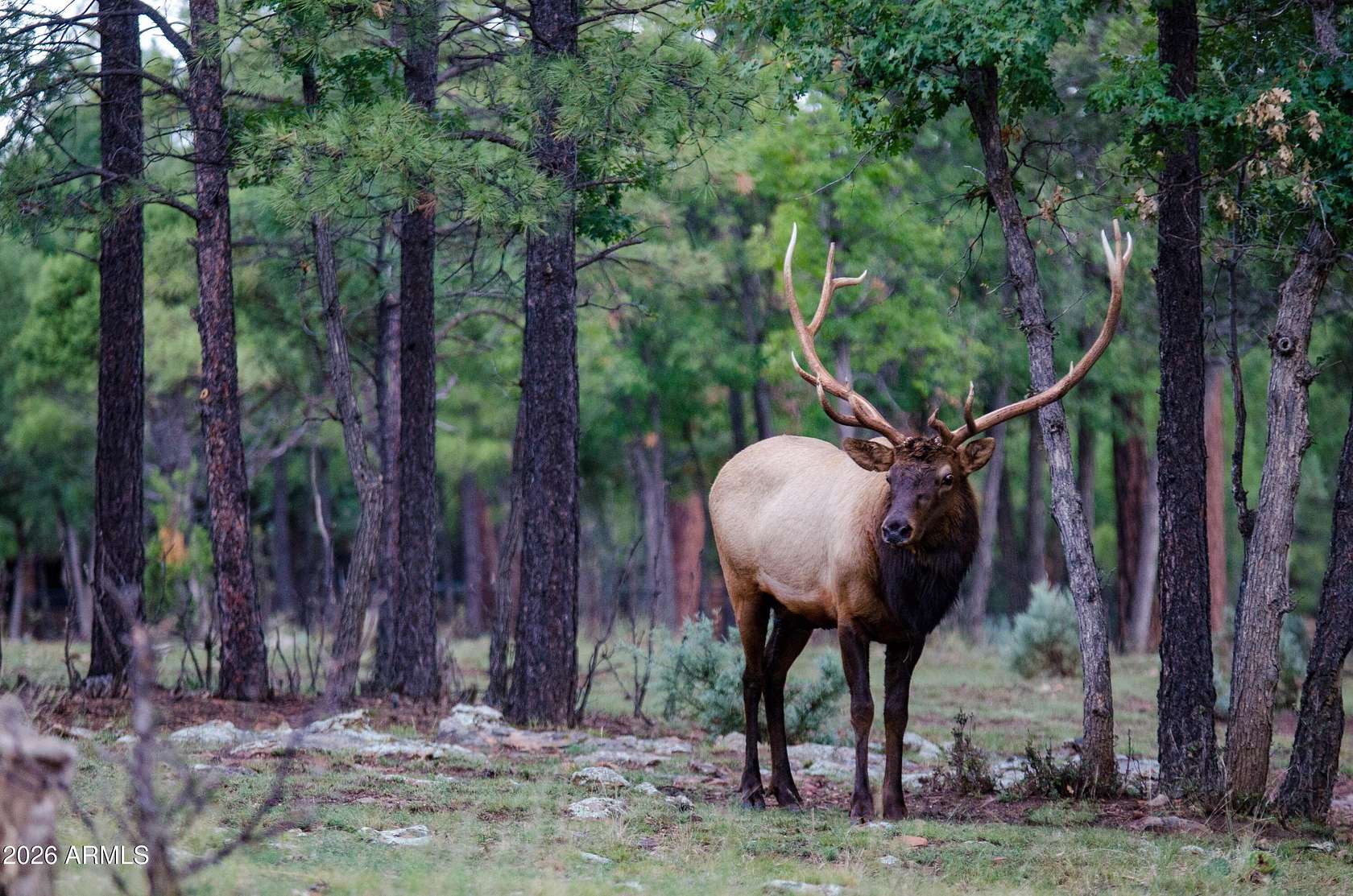 30 Acres of Recreational Land for Sale in Happy Jack, Arizona