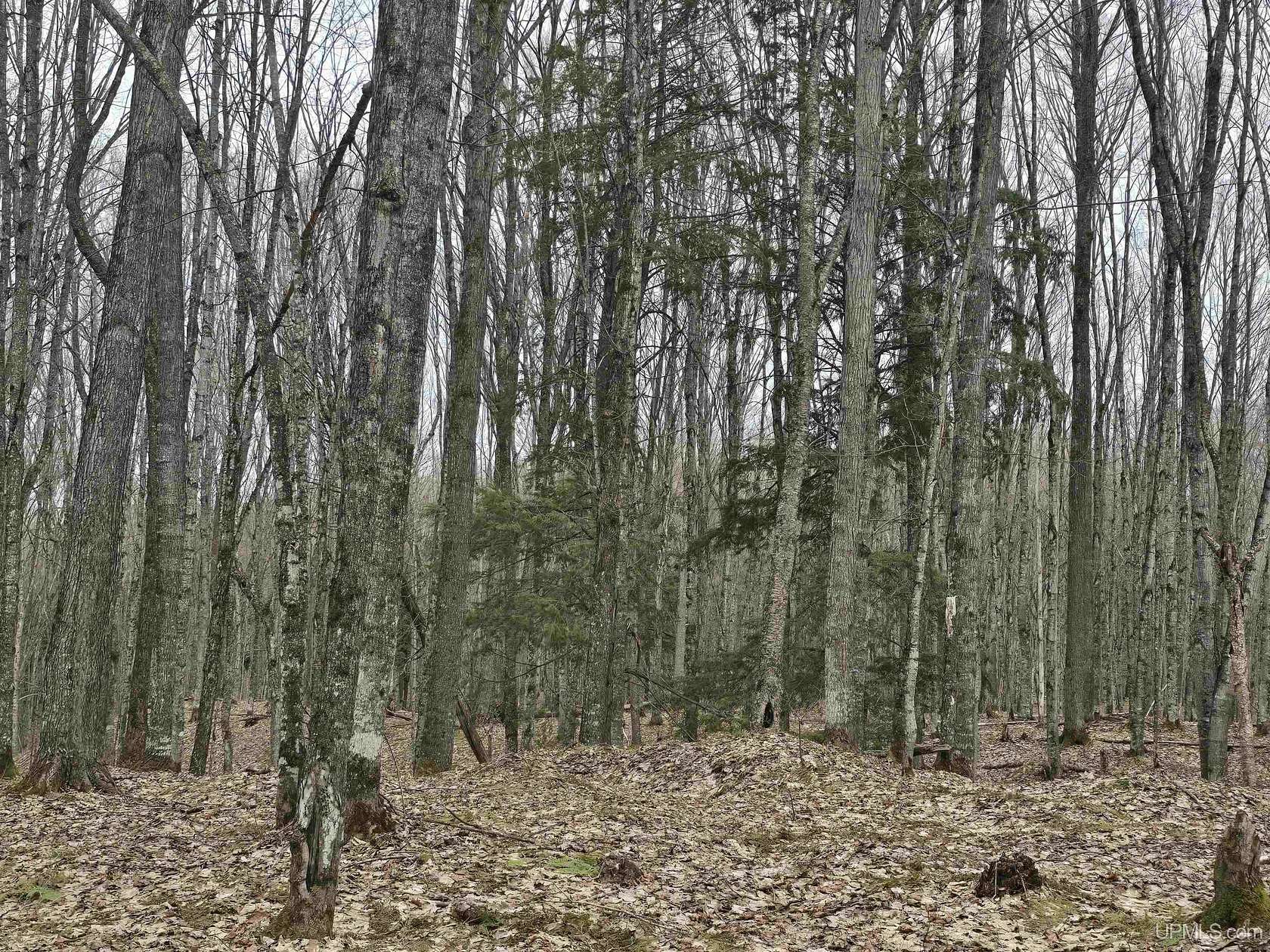 23.7 Acres of Recreational Land for Sale in Nisula, Michigan